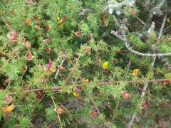 Aspalathus retroflexa bicolor