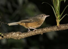 Colluricincla rufogaster