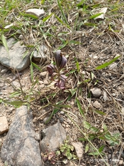 Macroptilium atropurpureum