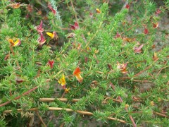 Aspalathus retroflexa bicolor