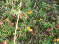 Aspalathus retroflexa bicolor