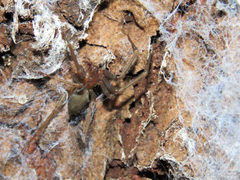 Loxosceles amazonica