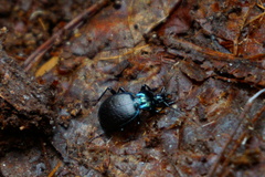 Sphaeroderus
