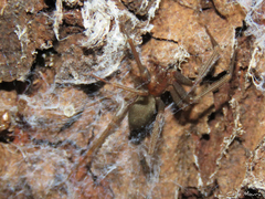 Loxosceles amazonica