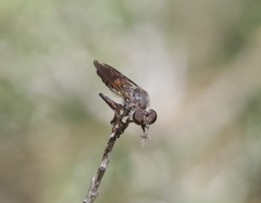 Brachyrhopalinae