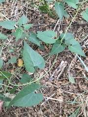 Pentarrhinum insipidum