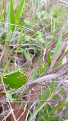 Tetanorhynchini