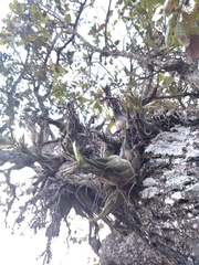 Tillandsia seleriana