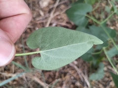 Pentarrhinum insipidum