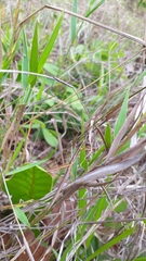 Tetanorhynchini