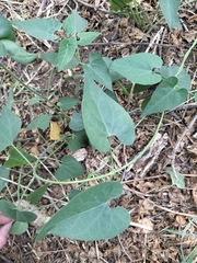 Pentarrhinum insipidum