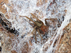 Loxosceles amazonica
