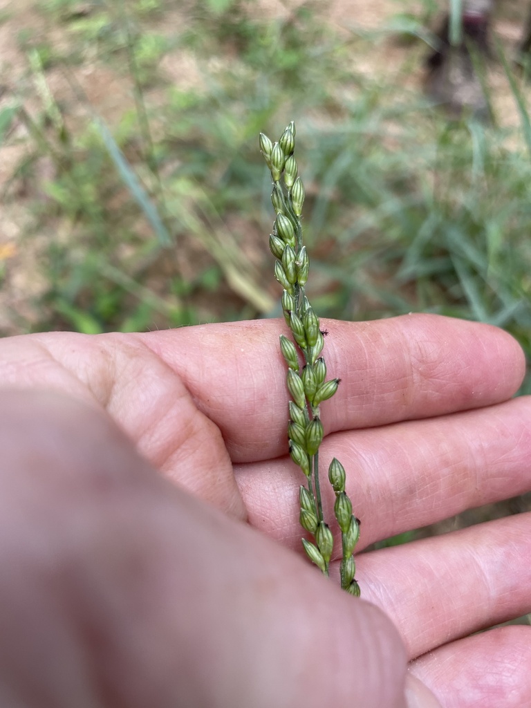 Texas Signalgrass from Smithville, TX, US on November 10, 2022 at 10:53 ...