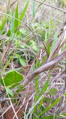 Tetanorhynchini
