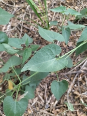 Pentarrhinum insipidum