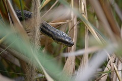 Nerodia clarkii clarkii