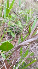 Tetanorhynchini