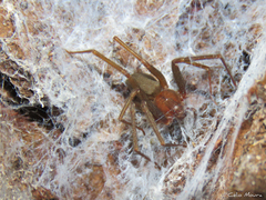 Loxosceles amazonica