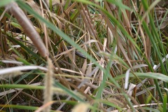 Nerodia clarkii clarkii