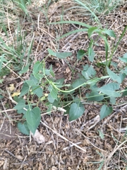 Pentarrhinum insipidum