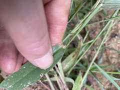 Urochloa texana