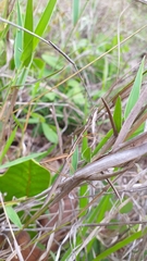 Tetanorhynchini