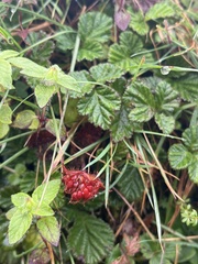 Rubus nepalensis