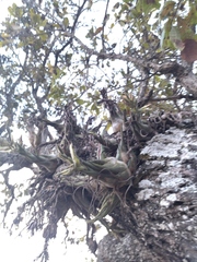 Tillandsia seleriana