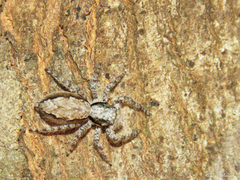 Platycryptus magnus