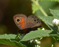 Cassionympha cassius