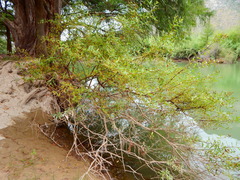 Cephalanthus occidentalis