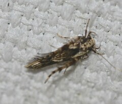 Stathmopoda