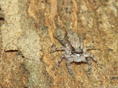 Platycryptus magnus