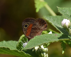 Cassionympha cassius