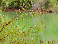 Cephalanthus occidentalis