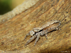 Platycryptus magnus