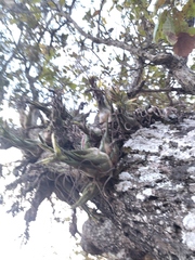 Tillandsia seleriana