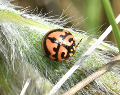 Sphaerocoris testudogrisea