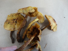 Pholiota flavida