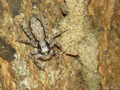 Platycryptus magnus