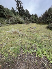 Elsholtzia strobilifera