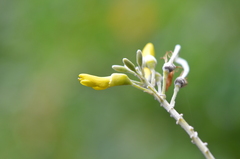 Sophora tomentosa