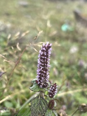 Elsholtzia strobilifera