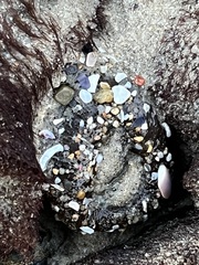 Anthopleura elegantissima