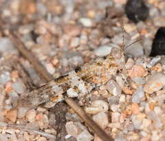 Sphingonotus corsicus