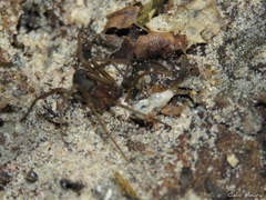 Loxosceles amazonica