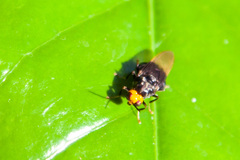 Cyphomyia