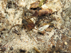 Loxosceles amazonica