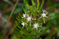 Aspidoglossum heterophyllum