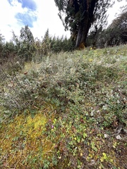 Pedicularis siphonantha